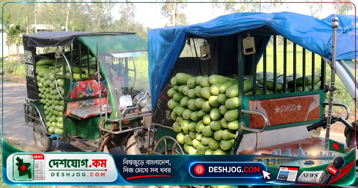 পঞ্চগড়ের লাউচাষিরা লোকসানে আতঙ্কিত: এক টাকায় চার লাউ বিক্রি করেও উৎপাদন খরচ উঠছে না
