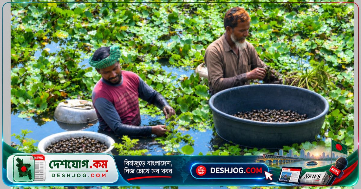 পানিফল চাষে স্বাবলম্বী কৃষকদের নতুন আশা: জামালপুরের পতিত জমি থেকে অর্থনৈতিক বিপ্লব