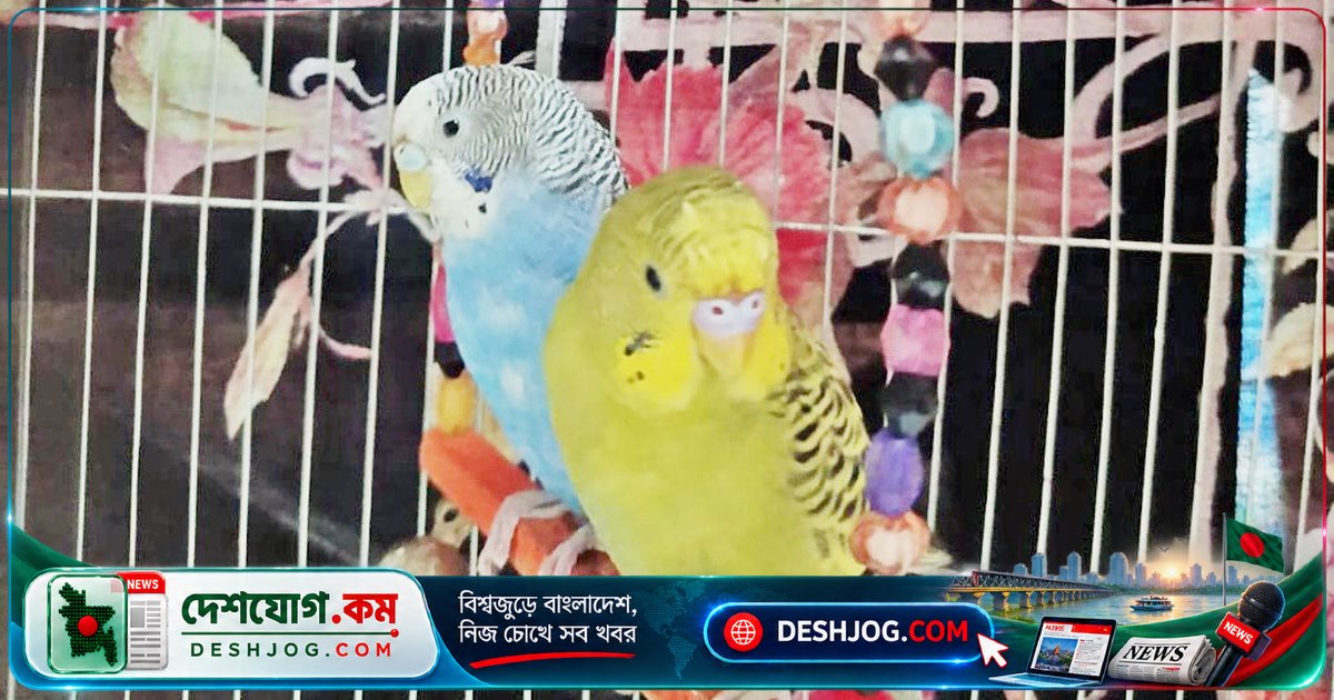 বাজরিগার পাখির শেখার কৌশল: কীভাবে সহজে জ্ঞান আয়ত্ত করতে পারেন শিক্ষার্থীরা?