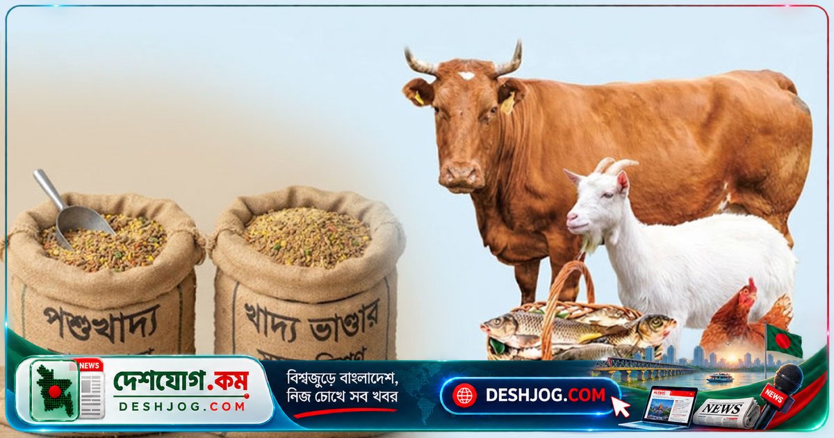 পশুখাদ্য দামের দ্রুত বৃদ্ধি: ছোট খামারিরা উৎপাদন কমিয়ে দিচ্ছেন, ভোক্তা বাজারে অনুভব করছেন দামের চাপ