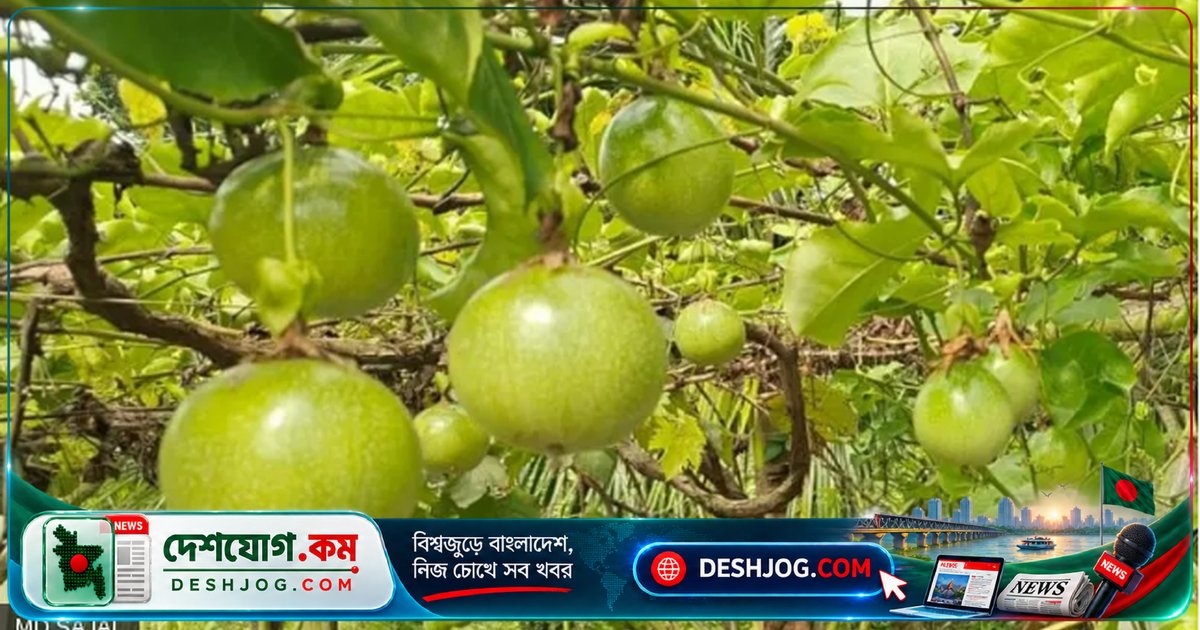 প্যাশন ফল: বাংলাদেশে কৃষি বিপ্লবের সম্ভাবনাময় ফল, কীভাবে চাষ করবেন এবং কত লাভ?