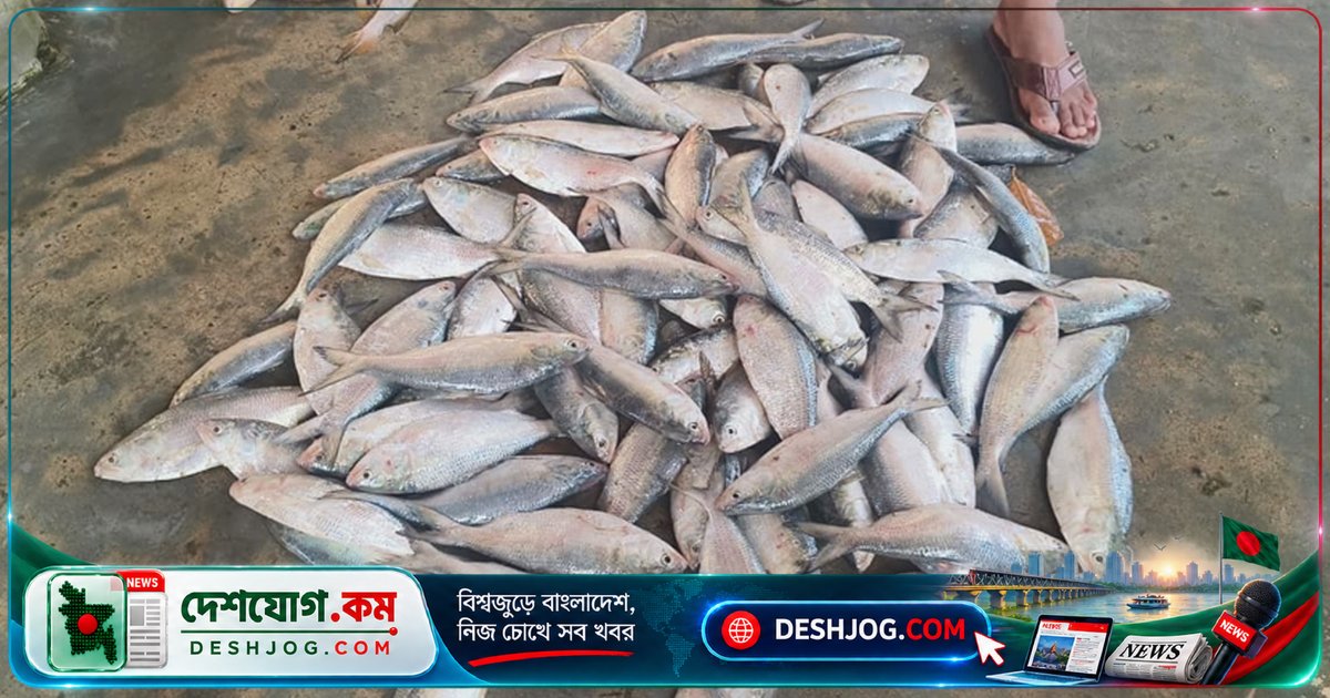 পটুয়াখালীতে জাটকা ইলিশ শিকার নিষিদ্ধ: ৮ মাসের অবরোধে ১ বছরের কারাদণ্ড পর্যন্ত শাস্তি