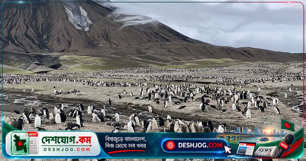 জলবায়ু পরিবর্তনের শিকার পেঙ্গুইন কলোনি: জাভোদোভস্কি দ্বীপে হারিয়ে গেছে এক-চতুর্থাংশ পেঙ্গুইন