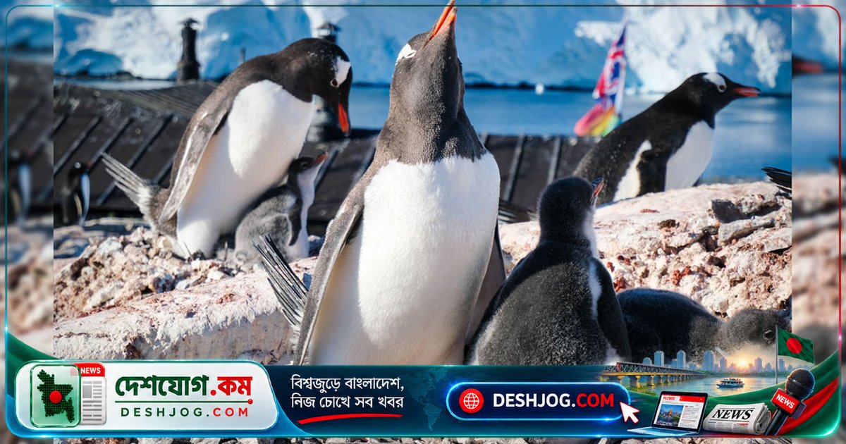 পেঙ্গুইনের জীবন থেকে শিখলেন ভালোবাসার গোপন রহস্য: ভ্রমণলেখক পিটার ওয়াটসনের অ্যান্টার্কটিক অভিজ্ঞতা