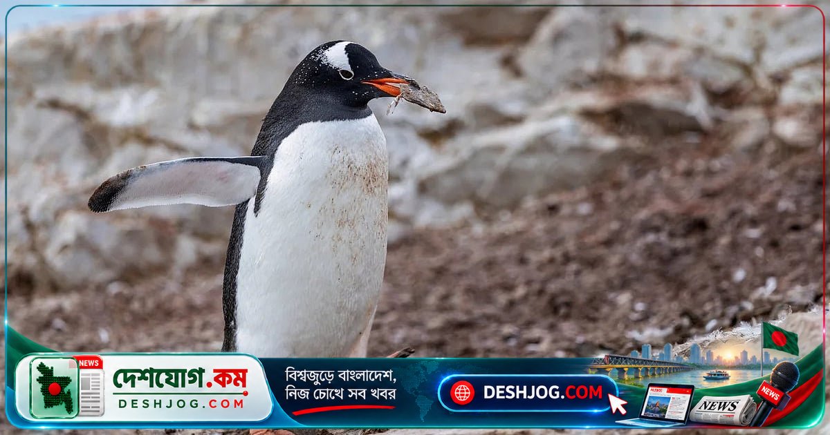 অ্যান্টার্কটিকা থেকে ১২০০ মাইল দূরে আবিষ্কৃত পেঙ্গুইনের অজানা প্রজাতি: বিজ্ঞানীরা ১০০ বছরের পর আবিষ্কার
