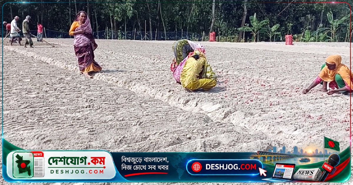 পীরগঞ্জে শীতকালীন মুড়িকাটা পেঁয়াজ চাষে কৃষকদের চ্যালেঞ্জ: সার সংকট ও ভোগান্তি