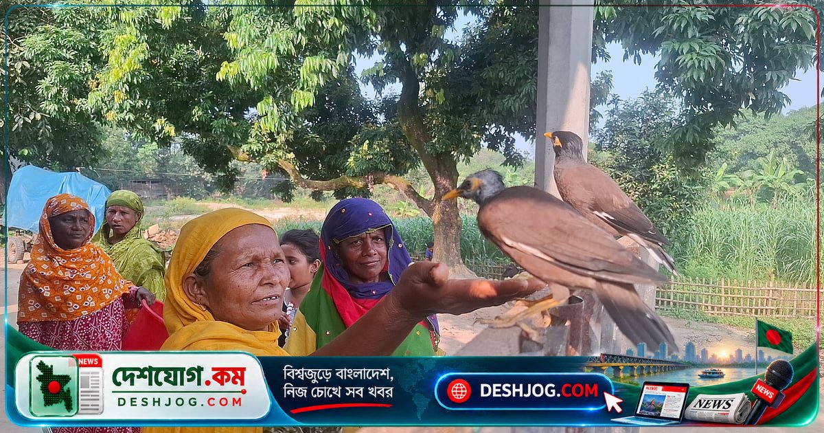 পীরগঞ্জের বাড়িতে বেড়ে ওঠা শালিক দুটি মানুষের কথা শিখেছে ‘মা-বাবা’ থেকে ‘কুটুম’ পর্যন্ত
