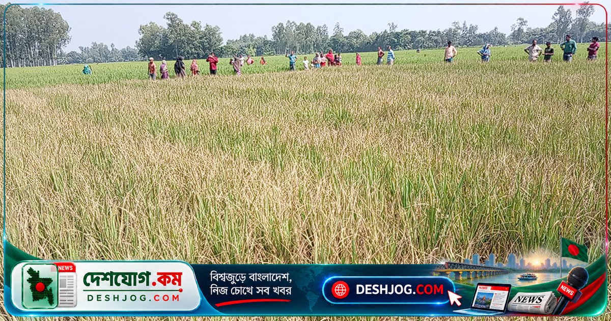 পীরগঞ্জে জমি বিরোধে ধানখেতে আগাছানাশক স্প্রে: ১৬ জনের বিরুদ্ধে অভিযোগ, ক্ষতি তিন লাখ টাকা
