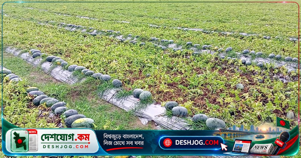 পীরগঞ্জে অসময় তরমুজ চাষ: কৃষকদের লাভের নতুন রাস্তা