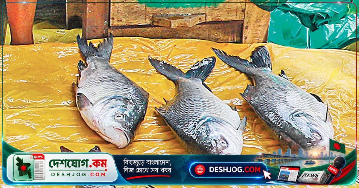 পটিয়া থানার হাটে জলাশয় থেকে দোকানে: জ্যান্ত মাছের বাণিজ্যিক বিপ্লব