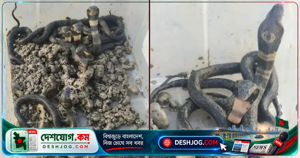 পটুয়াখালীতে পদ্মগোখরার ১৪টি ডিম ৪৬ দিনে ফুটে বিষধর বাচ্চা জন্ম দিল