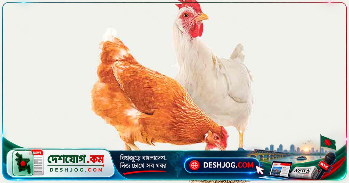 ফিডের মূল্যবৃদ্ধি ও উৎপাদন খরচে পোলট্রি খামারিরা লোকসান হচ্ছে: দাম বাড়ার চাপে উৎপাদন কমছে