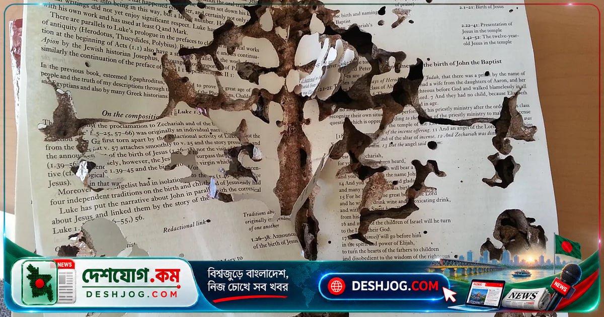 উইপোকা থেকে টাকা ও গুরুত্বপূর্ণ নথি রক্ষা: কীভাবে বাড়িতে নিরাপদ রাখবেন?