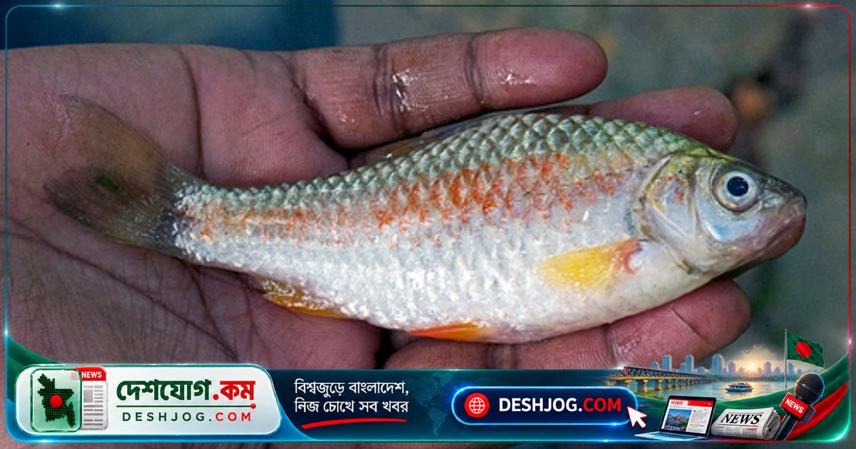 বর্ষার মৌসুমে পুঁটি মাছের গায়ে কেন আসে লাল রং? বিজ্ঞানীরা বলছেন এটা কেনো!