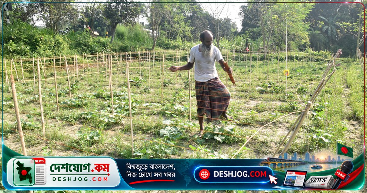 পুঠিয়া উপজেলায় কৃষকের হাত ধরে বাঁশের মাচা দিয়ে শুরু হলো নতুন শসা-লাউ বাগান