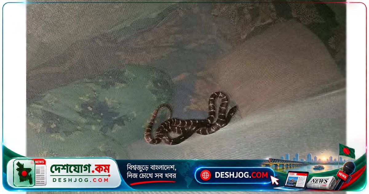 রাজশাহী বিশ্ববিদ্যালয়ে বিষধর কালাচ সাপের আতঙ্ক: শিক্ষার্থী মশারির ওপর দেখে সাপ উদ্ধারকারী সংস্থাকে ডাকেন