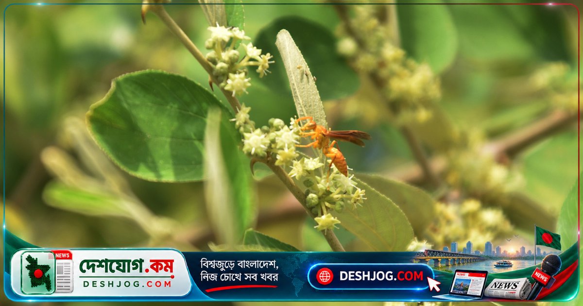 রাজশাহীর আলুপট্টি এলাকায় মৌমাছি ও ভোল্লার মধু সংগ্রহের দৃশ্য: প্রকৃতির ক্ষুদ্র জীবনচক্রের সৌন্দর্য