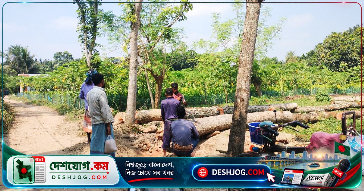 রাজশাহীতে সরকারি রাস্তার ১৪টি মেহগনি গাছ কাটা, প্রশাসন নীরবতা অব্যাহত