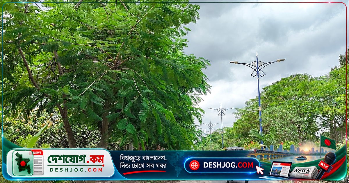 রাজশাহীতে কাটা কৃষ্ণচূড়ার গাছের ডাল থেকে আবার নতুন সবুজের আশা