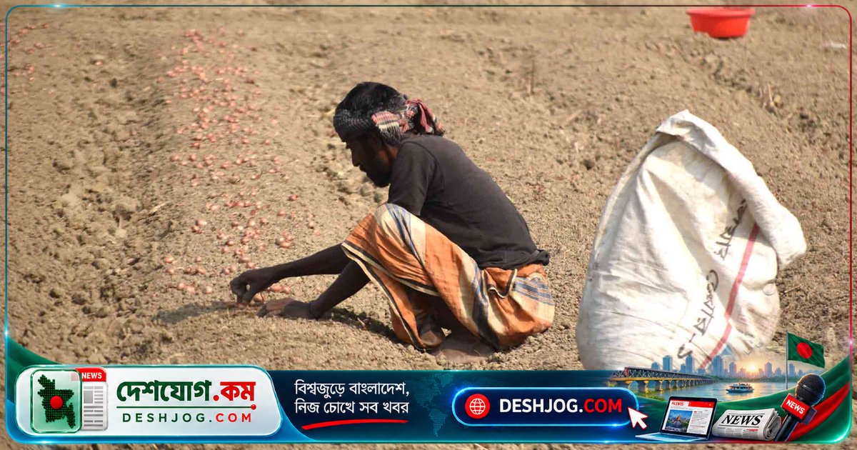 রাজশাহীর পবা উপজেলায় দেশি পেঁয়াজ রোপণের ব্যস্ততা: কৃষকরা সকাল থেকে মাঠে কাজে জড়িত