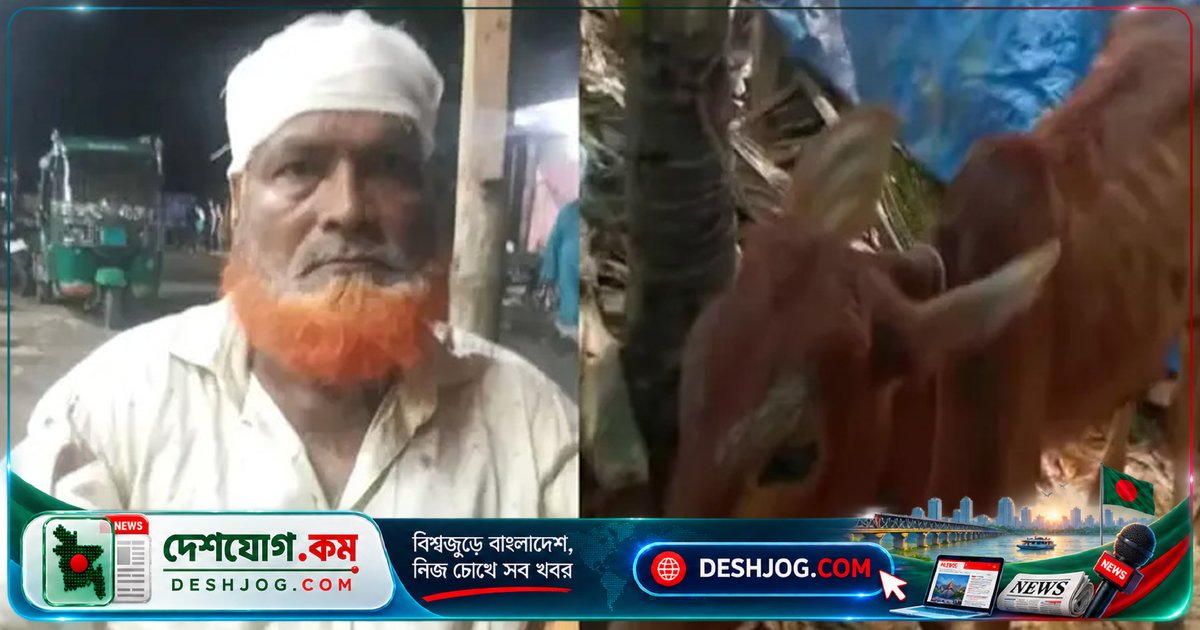 রামগঞ্জে চুরি হওয়া গরু উদ্ধার: বিএনপি নেতার গোয়াল থেকে পাওয়ার পর পুলিশের হেফাজতে নেয়া হয়