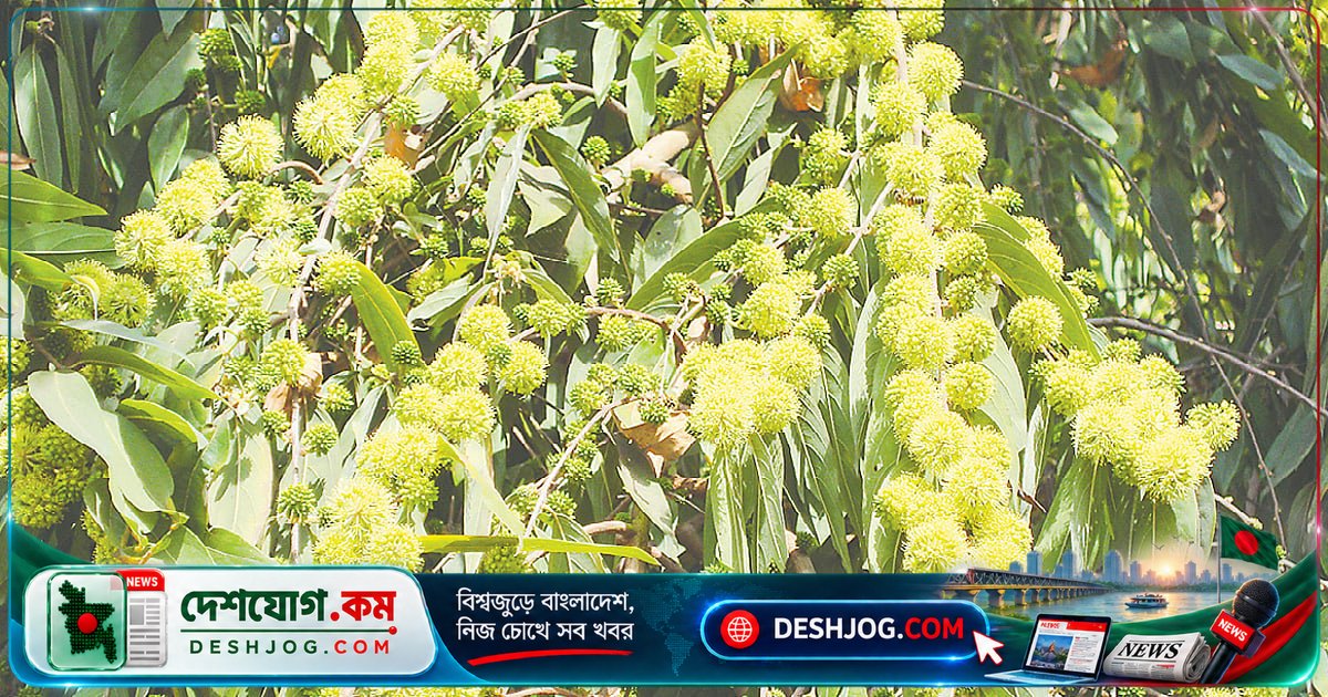 রাঙামাটির অজানা ফুলসুমারি গাছ: কেন এত শক্ত কাঠের গাছের নাম ছিল না বাংলায়?