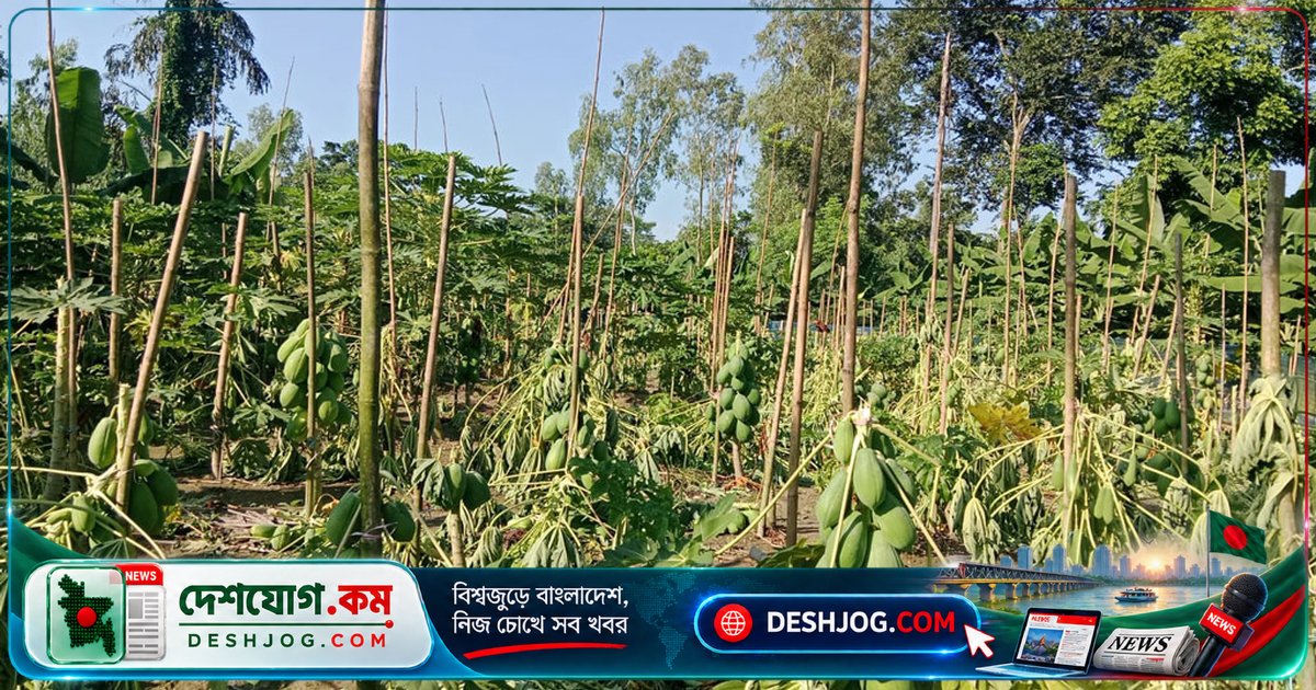 রংপুরের কৃষকের ১০-১২ লাখ টাকার পেঁপে বাগান রাতের আঁধারে ধ্বংস, দুর্বৃত্তদের খোঁজে আইনজীবী
