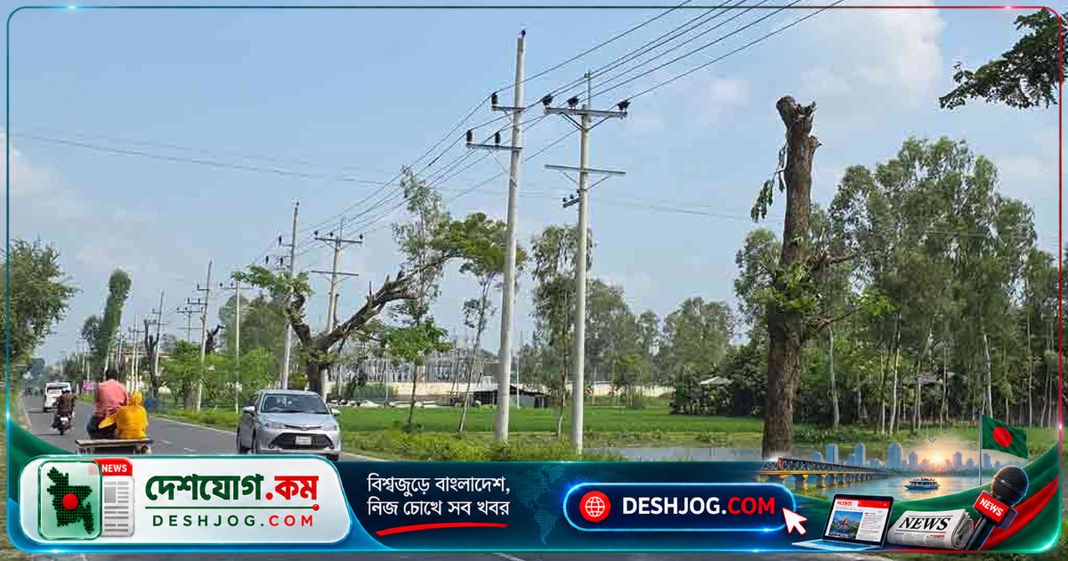 রংপুর-দিনাজপুর মহাসড়কের পাশের গাছের ডালপালা কাটা: পরিবেশবাদীরা ক্ষোভে, বন বিভাগের অনুমতি ছাড়াই ন্যাড়া করা হচ্ছে গাছ