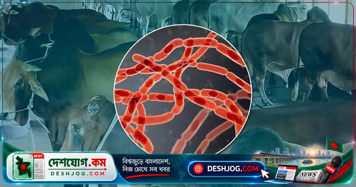 রংপুরের পীরগাছায় অসুস্থ গরুর মাংস খেয়ে ৩ জনে অ্যানথ্রাক্স শনাক্ত, ১১ জনের মধ্যে শুধু তাদেরই পজিটিভ রিপোর্ট