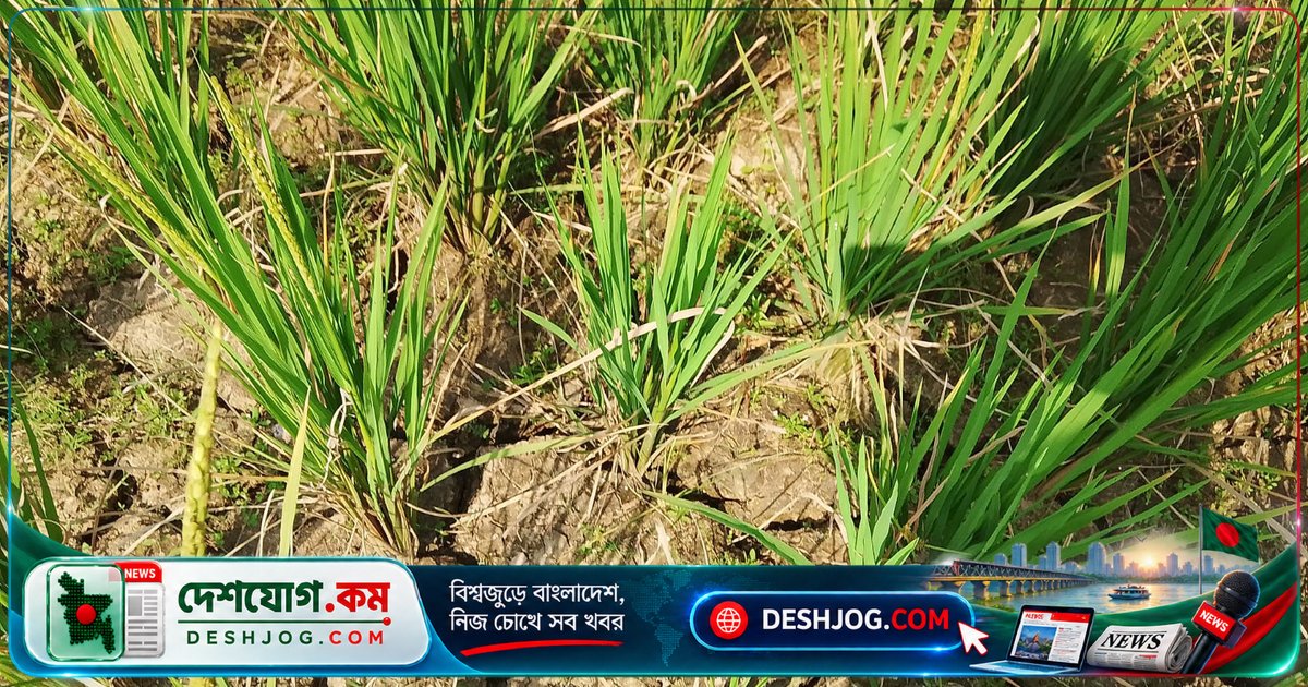 রংপুরের পীরগঞ্জে আমন ধানের খেতে পানি সংকট: কৃষকদের বিপদে ফলন কমে যেতে পারে