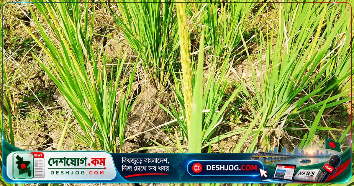 রংপুর পীরগঞ্জে আমন ধানের জমিতে পানির সংকট: মাটি ফেটে চৌচির, ফলন বিপদে