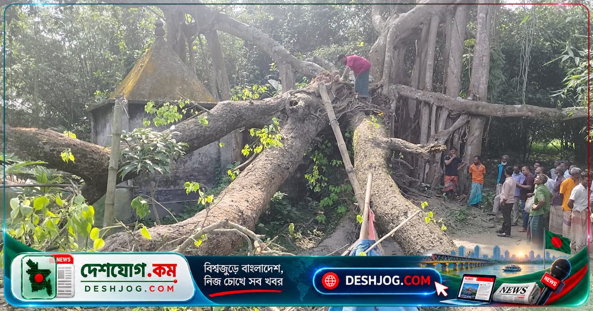 রংপুরে ঝড়বৃষ্টি ছাড়াই গাছ পড়ায় মায়ের মৃত্যু, অক্ষত বাচ্চা উদ্ধার: দুর্ঘটনার বিস্ময়কর ঘটনা