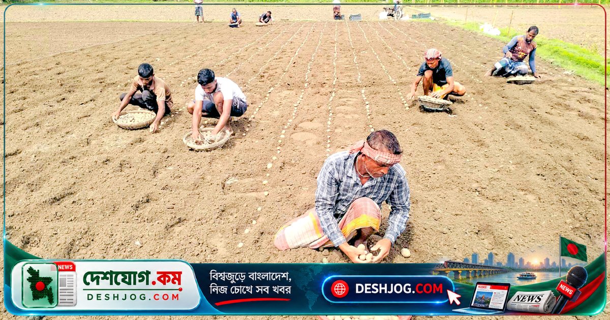 রংপুরে আলুর বাম্পার উৎপাদন থেকে কৃষক ও ব্যবসায়ীদের লোকসানের সংকট: ৫ হাজার কোটি টাকার সম্ভাব্য ক্ষতি