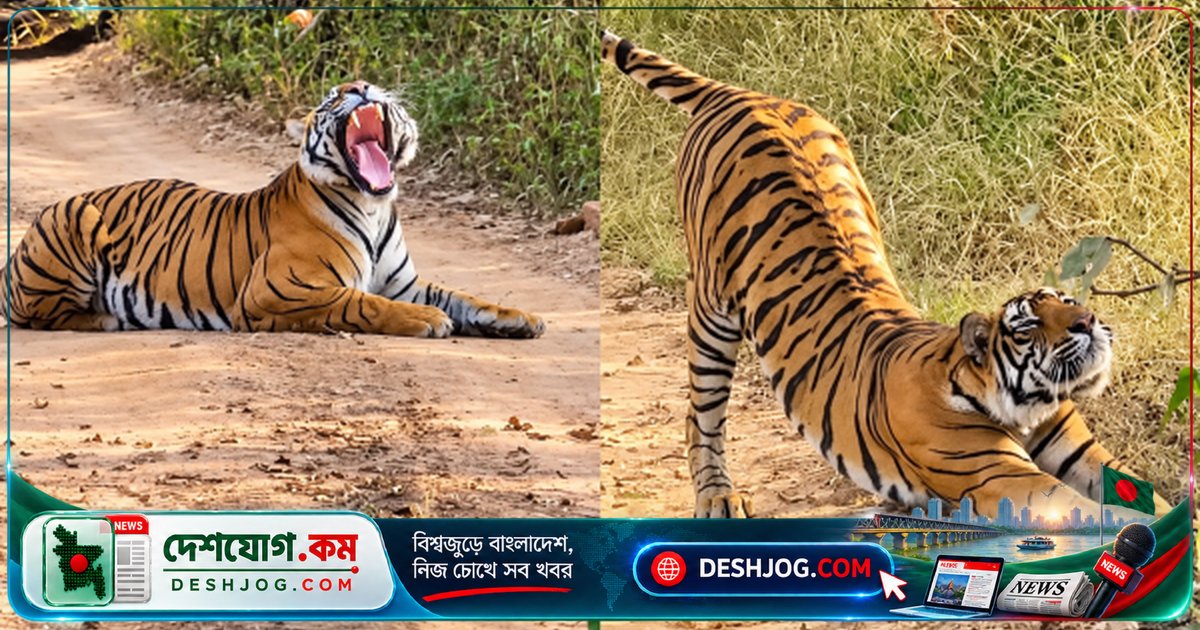 রণথম্বোরে ঘুমন্ত বাঘের কারণে সাফারি জিপে যানজট: পর্যটকদের অপেক্ষা