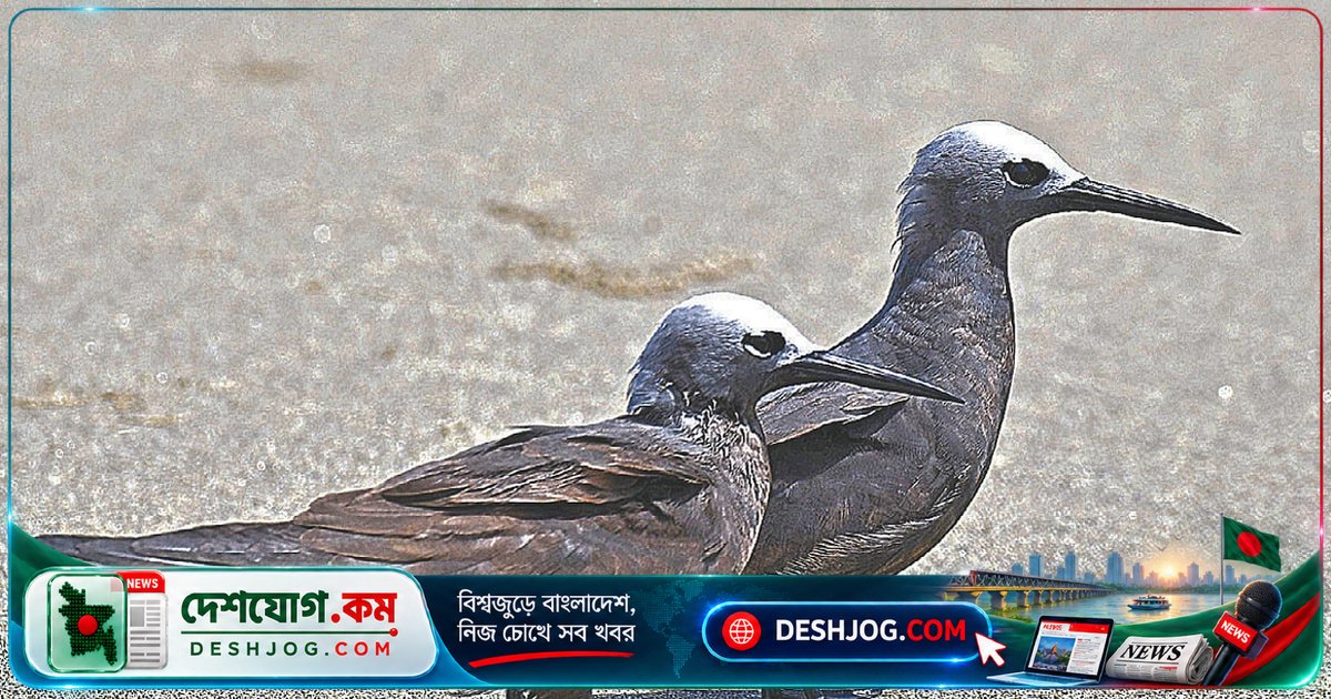 কক্সবাজারের সোনাদিয়া চরে দেখা বিরল পাখি ‘আলাভোলা’: বৈজ্ঞানিক নাম ‘বোকা সরুঠোঁটি’