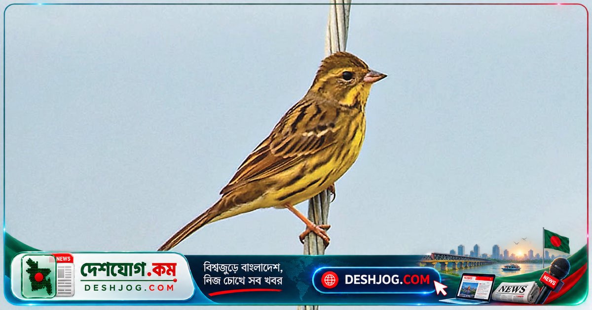 কানাইঘাটের বড় হাওরে আবিষ্কৃত দুর্লভ বঘেরি: পাখি সংরক্ষক শামীমের স্মৃতিচারণ