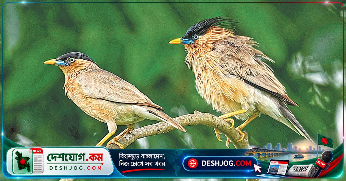 বাংলাদেশের বিরল আবাসিক পাখি বামন শালিকের তিন বছরের গবেষণা অভিজ্ঞতা