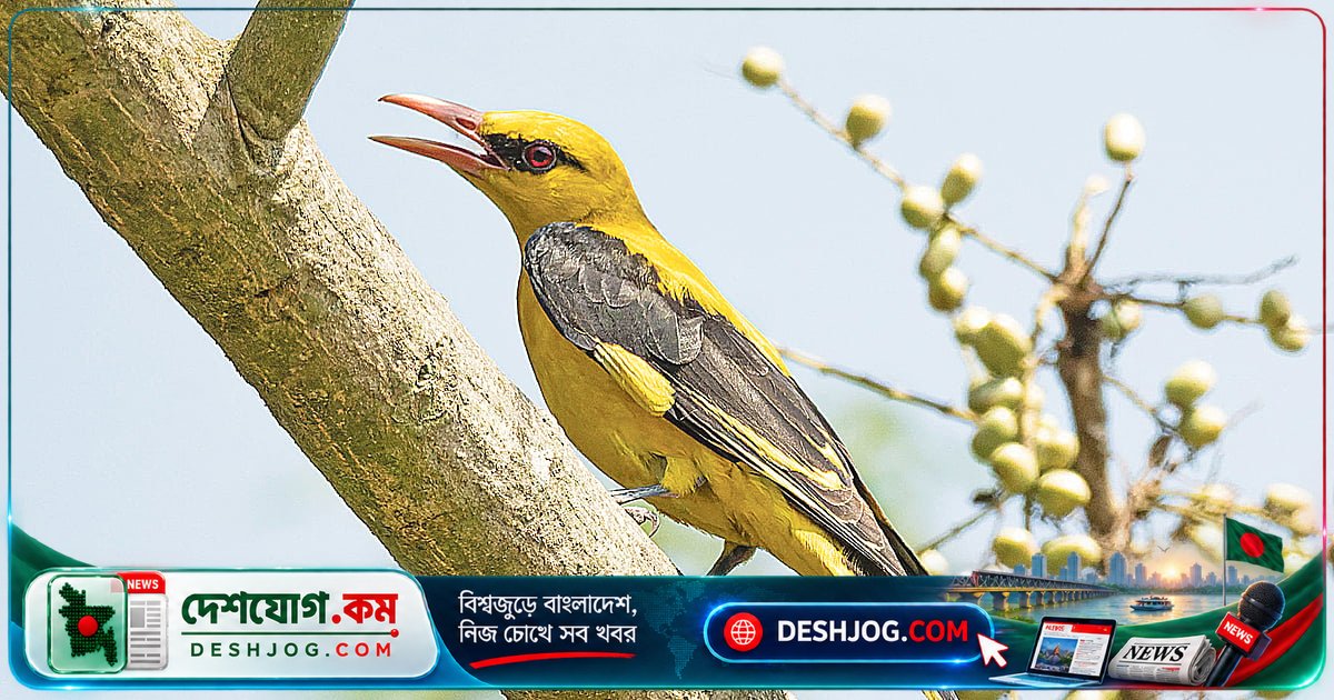 রাজশাহী থেকে চাঁপাইনবাবগঞ্জে: দুর্লভ সোনা বউ পাখির সত্যিকারের পরিচয় ও প্রজনন গোপনীয়তা