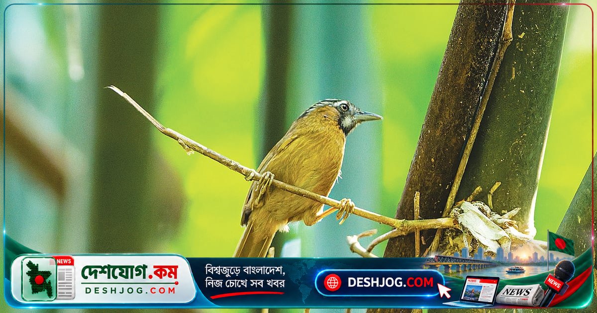 বিরল গাঢ়বুক ছাতারের সন্ধানে: বাংলাদেশের মিশ্র বনে লুকিয়ে থাকা এই পাখির গোপন জীবন