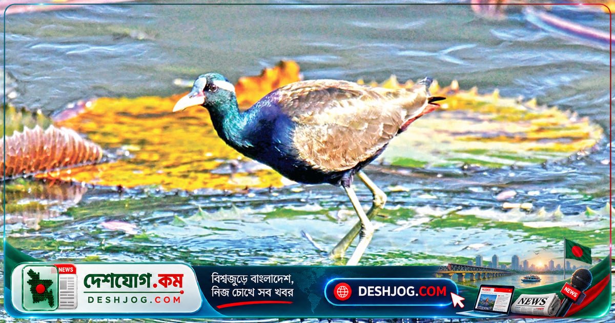 বন্য প্রাণী বিশেষজ্ঞের হাতে ধরা পড়লো দুটি বিরল জলপিপি ও নেউপিপির জীবনচিত্র