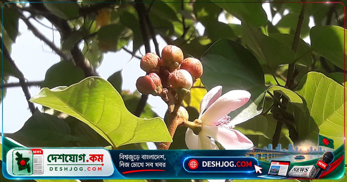 মৌলভীবাজারে বিরল সিন্দুরগাছে ফুটেছে গোলাপি-সাদা ফুল, লালচে ফল দেখতে মজার!