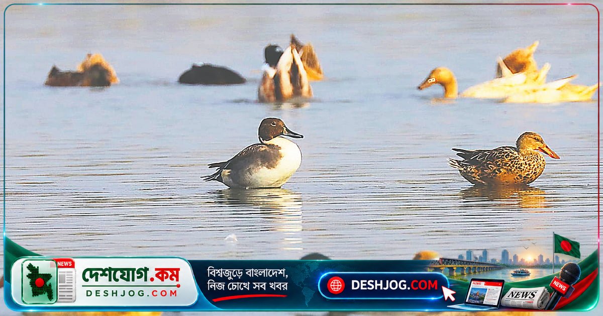 তিস্তা নদীতে বিরল উত্তুরেল্যাঞ্জা হাঁসের দেখা মিলল রংপুরে