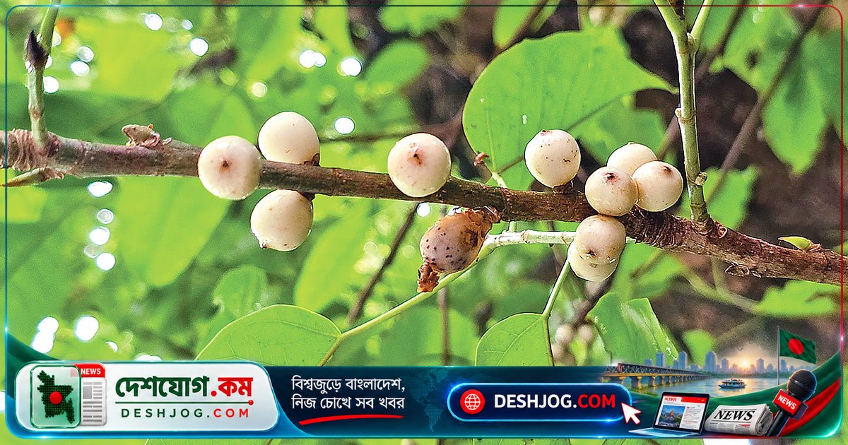 খুলনার ফকিরহাটে বিরল প্রজাতির সাদা পাকুড় গাছের সন্ধান মিলল