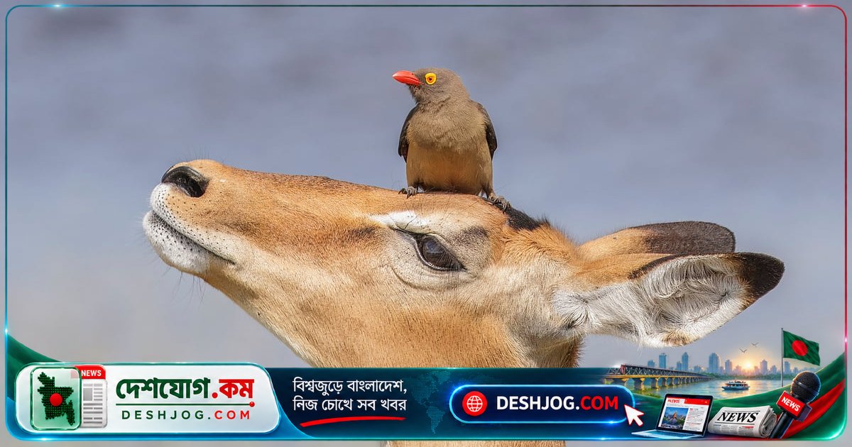 গন্ডারের পিঠে বসে খাবার খোঁজা পাখি কেন তার ‘রক্ষী’? বিজ্ঞানী ব্যাখ্যা দিয়েছেন এই মিউচুয়ালিজম সম্পর্ক