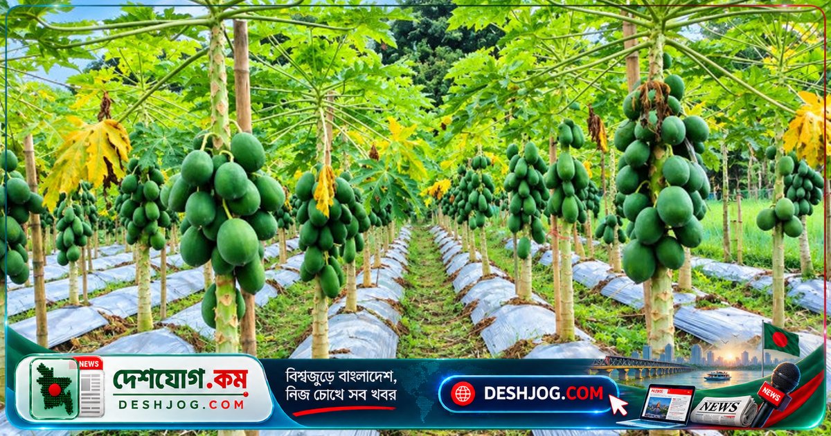 খাগড়াছড়ির পাহাড়ি জমিতে রেড লেডি পেঁপে চাষে ১৫ লাখ টাকার স্বপ্ন: কৃষক মেহেদী হাসান রানার সফলতা