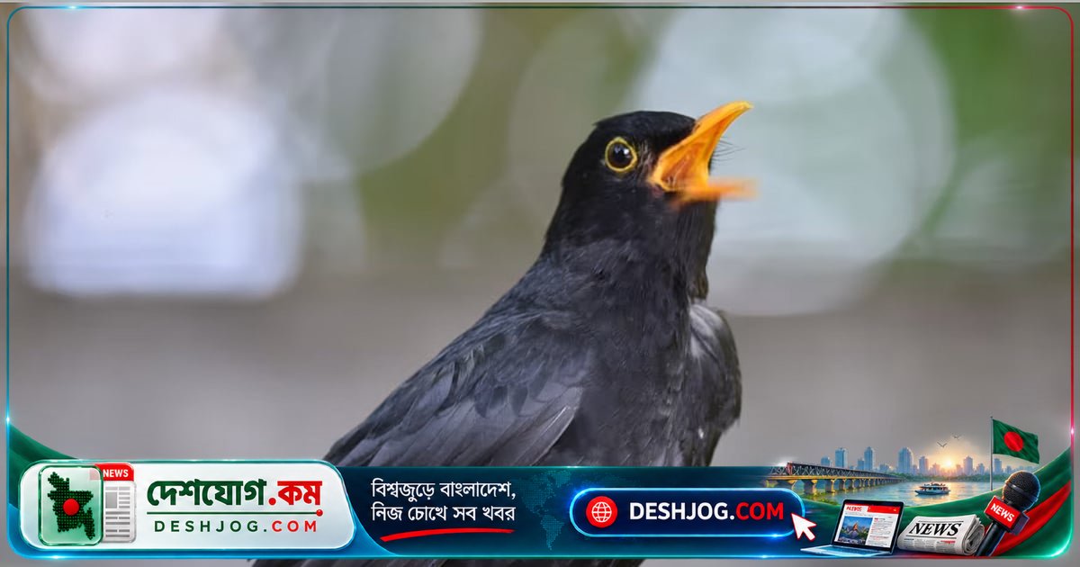গবেষণায় প্রমাণিত: ইউরেশীয় ব্ল্যাকবার্ডের গান সবচেয়ে মধুর, লক্ষ্মীপ্যাঁচার ডাক সবচেয়ে কর্কশ