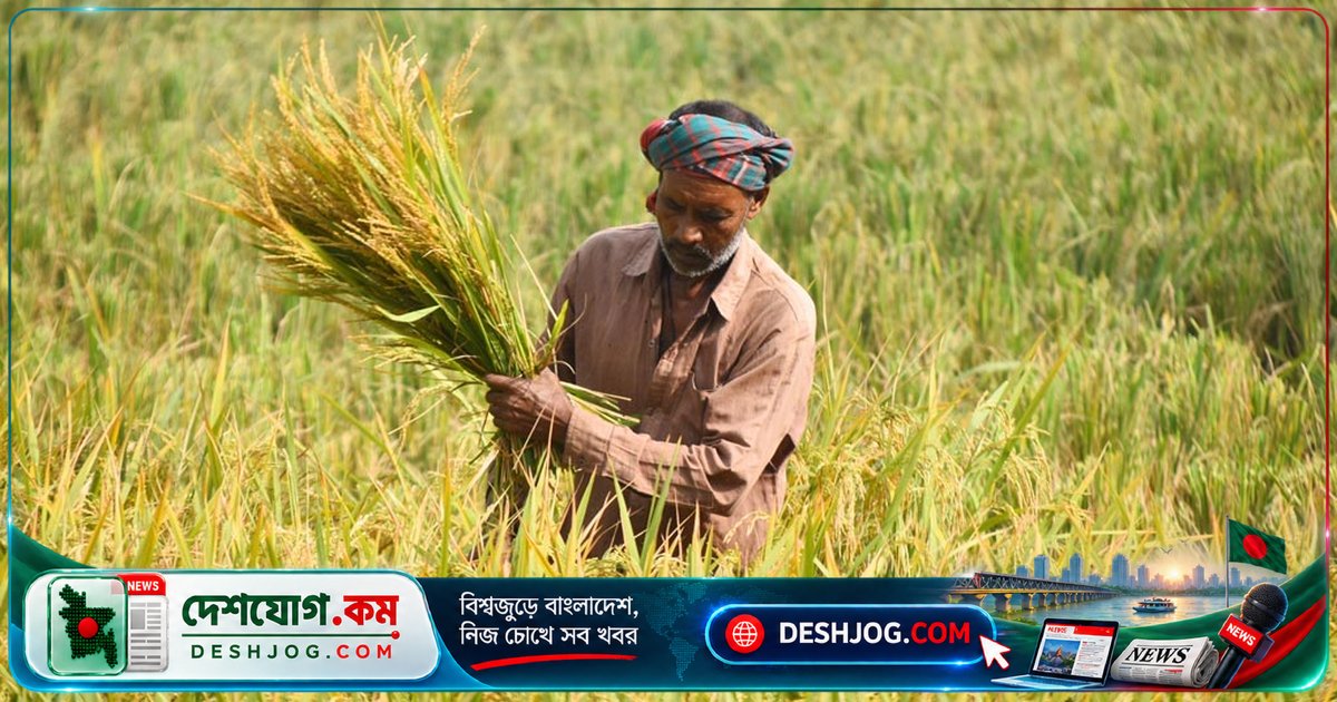 আউশ, আলু ও গমের উৎপাদন কমলেও খাদ্যসংকট এড়ানো যাবে: সরকারের নিশ্চয়তা