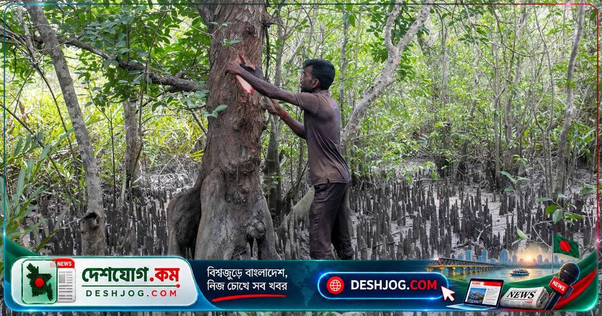 সুন্দরবনের হারিয়ে যাওয়া ভেষজ গাছ: বিলুপ্তির পথে বংশানুক্রমিক কবিরাজি বিদ্যা