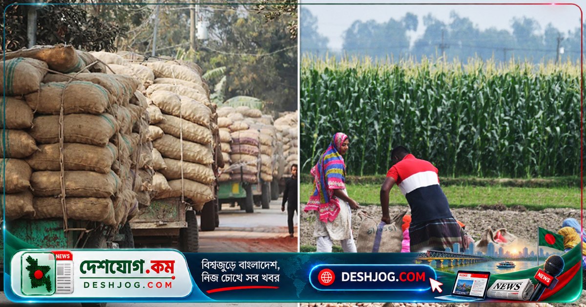 রংপুরের আলুচাষিরা ৫ হাজার কোটি টাকার ক্ষতিতে — এক যুগে সাতবার লোকসান