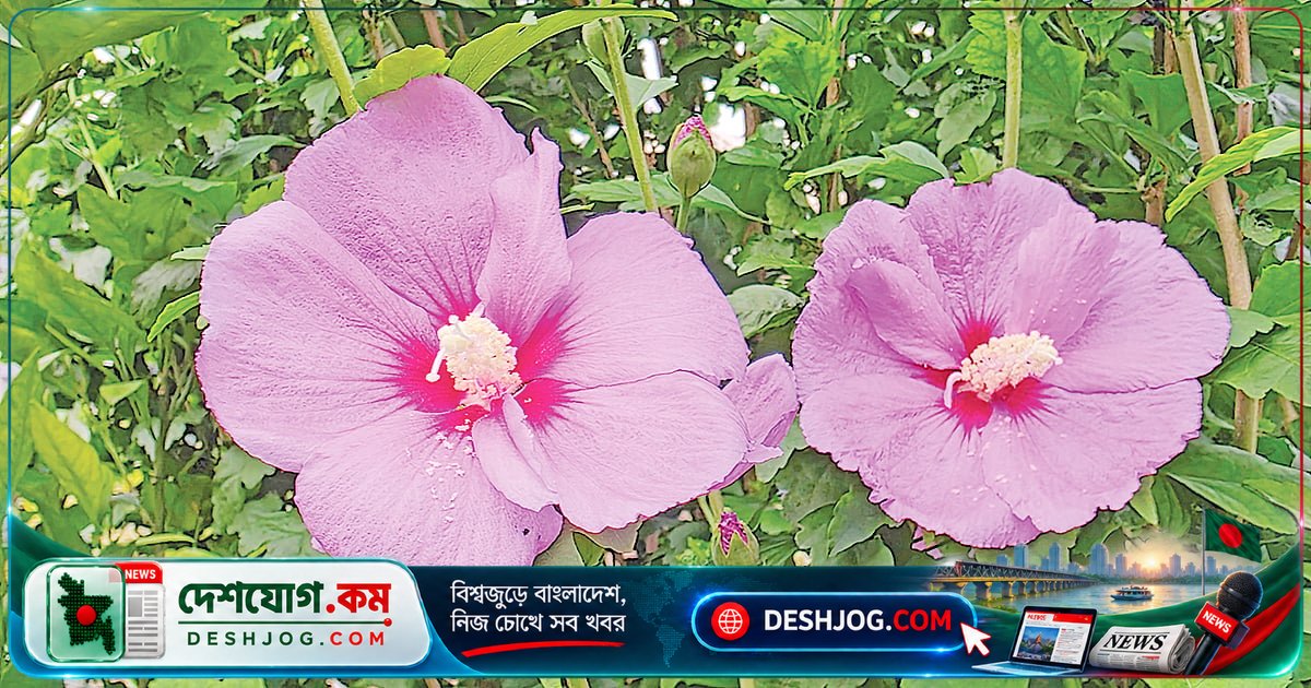 রোজ অব শ্যারন: কোরিয়ার জাতীয় ফুলের গভীর ইতিহাস ও বৈজ্ঞানিক রহস্য